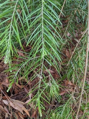 Acacia floribunda