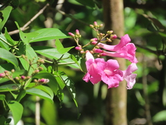 Bignonieae
