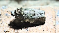 Macrocyttara expressa