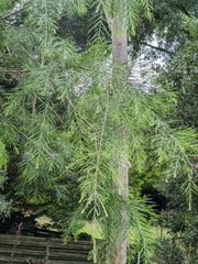 Acacia floribunda
