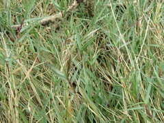 Sporobolus virginicus