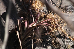 Tillandsia capitata