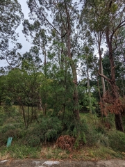 Acacia floribunda