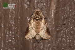 Epistauropus plagosus