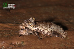 Epistauropus plagosus