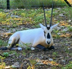 Oryx leucoryx