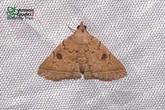 Simplicia discosticta