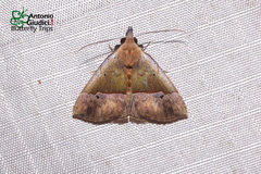 Hypena similata