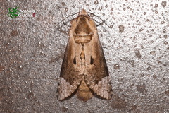 Groenendaelia kinabaluensis