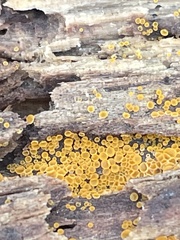 Arachnopeziza trabinelloides