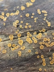 Arachnopeziza trabinelloides
