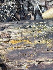Arachnopeziza trabinelloides