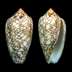Conus archiepiscopus