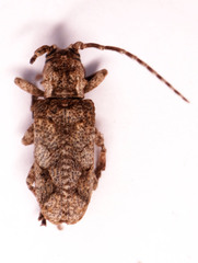 Hecyromorpha plagicollis