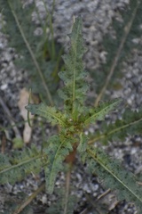 Eulobus californicus