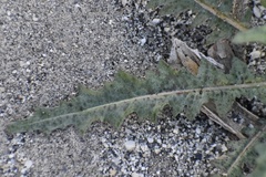 Eulobus californicus