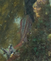 Neoniphon vexillarium