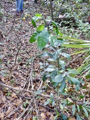 Citrus paridisi