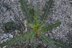 Eulobus californicus