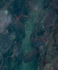 Neoniphon vexillarium