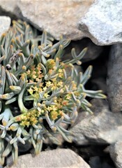 Lignocarpa carnosula