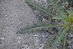 Eulobus californicus