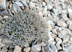 Lignocarpa carnosula