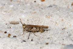 Acrotylus fischeri