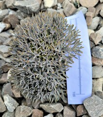 Lignocarpa carnosula