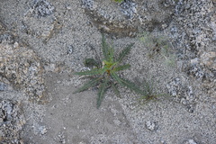 Eulobus californicus