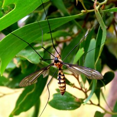 Leptotarsus clavatus