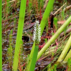 Eleocharis sphacelata