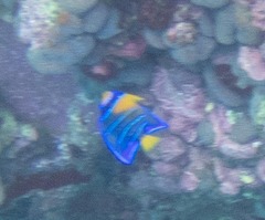 Holacanthus ciliaris