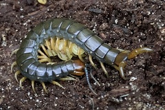 Cormocephalus westwoodi