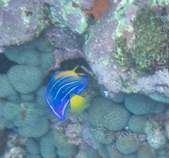 Holacanthus ciliaris