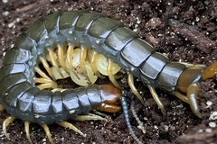 Cormocephalus westwoodi