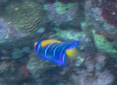 Holacanthus ciliaris