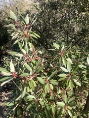 Arbutus arizonica
