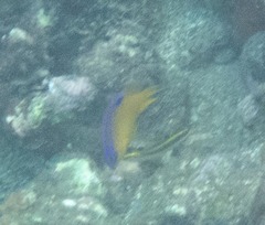 Stegastes leucostictus