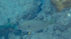 Archosargus rhomboidalis