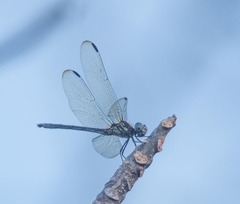 Dythemis sterilis