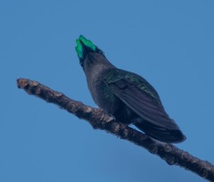 Orthorhyncus cristatus