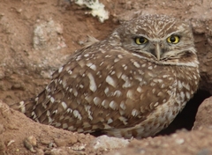 Athene cunicularia hypugaea