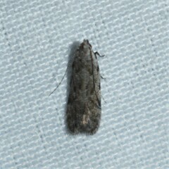 Anacampsis conclusella