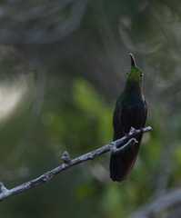 Eulampis holosericeus