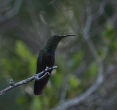 Eulampis holosericeus