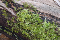 Lophocolea bidentata