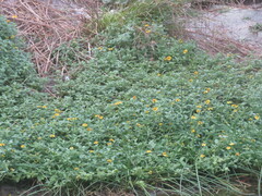 Lipochaeta integrifolia