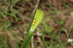 Chauliognathus imperialis