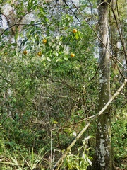 Citrus paridisi